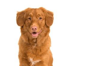 Nova Scotia Duck Tolling Retriever