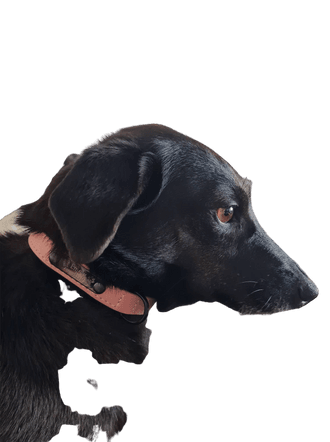 Patterdale Dachshund