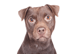 Patterdale Terrier