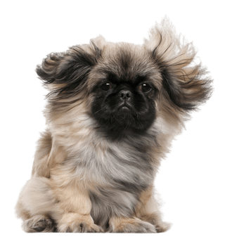 Pekingese