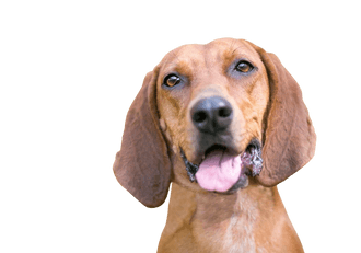 Redbone Coonhound