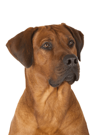 Rhodesian Ridgeback