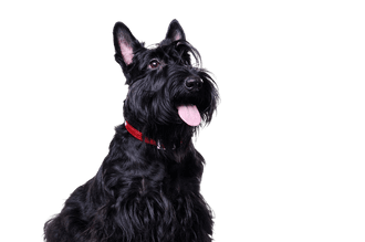 Scottish Terrier