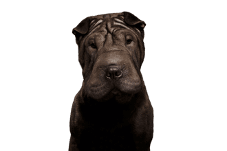 Shar Pei: Charakter & Haltung - Hunderasse Bilder dogbible