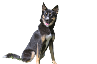 Lappländischer Rentierhund