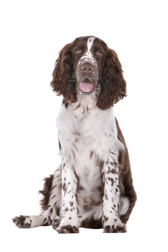 English Springer Spaniel