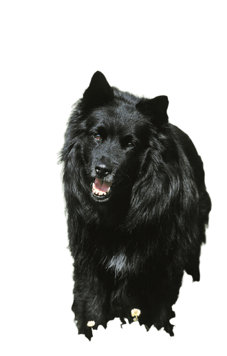 Schwedischer Lapphund