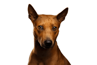 Thai Ridgeback