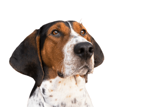 Treeing Walker Coonhound