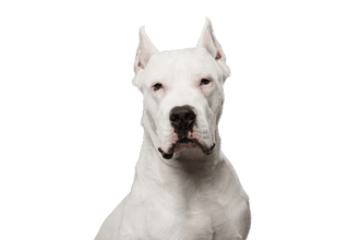 Dogo Argentino