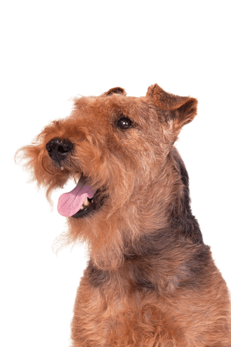 Welsh Terrier