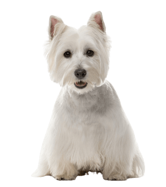 West Highland White Terrier