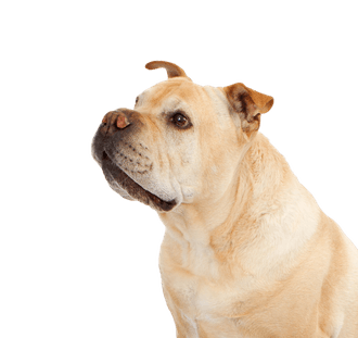 Bull-Pei