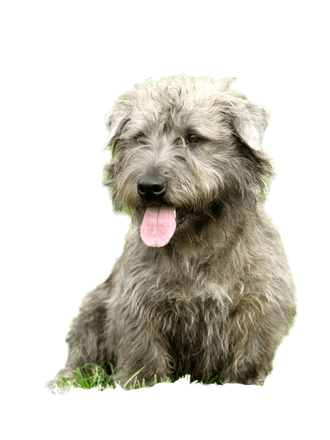 Irish Glen of Imaal Terrier