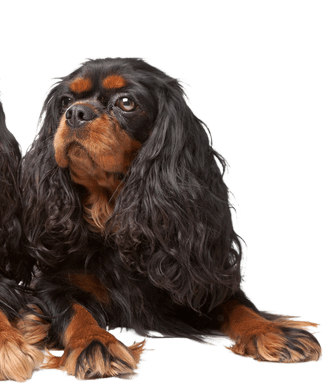 King Charles Spaniel