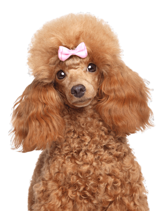 Toy poodle