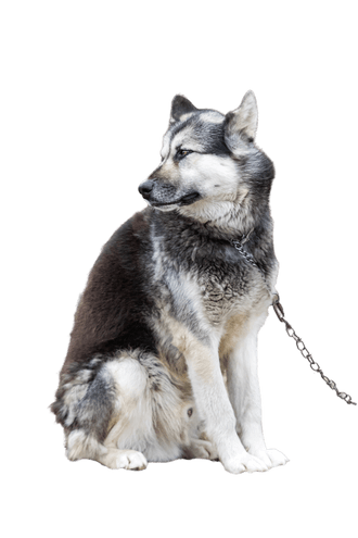 Canadian Eskimo Dog