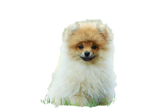 Small spitz