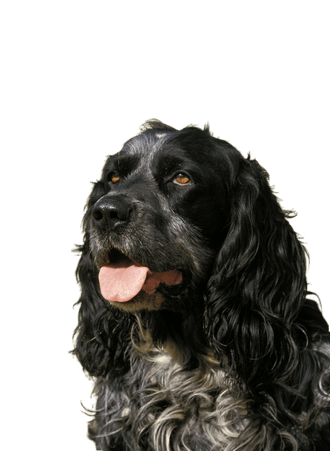 Blue Picardy Spaniel