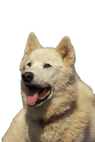 Greenland Dog