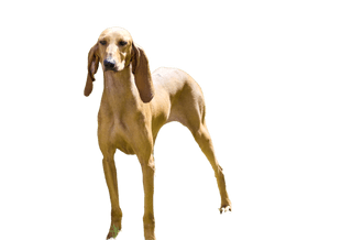 Short-haired Italian hound