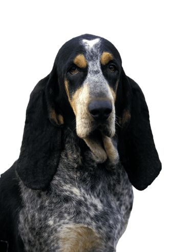 Small blue Gascony hound