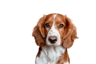 Welsh Springer Spaniel