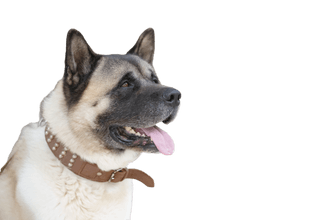 American Akita