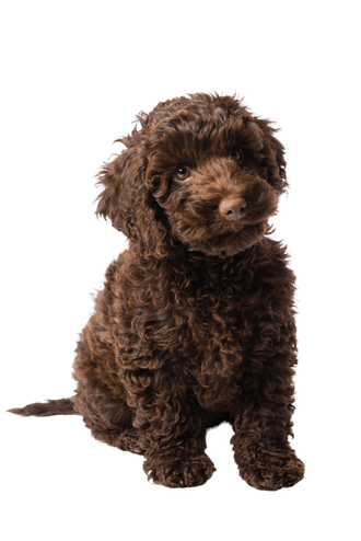 Miniature Labradoodle