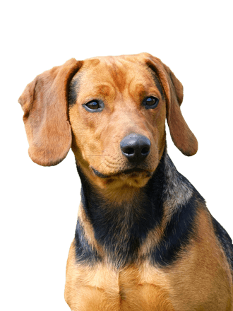 Serbian hound