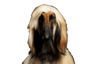 Afghan hound