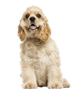 American Cocker Spaniel