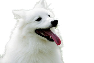 American Eskimo Dog