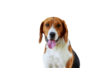 American foxhound