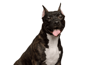 American Staffordshire Terrier