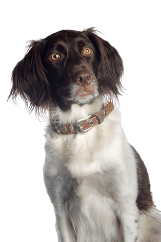 American Water Spaniel