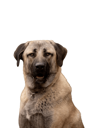 Anatolian Shepherd Dog