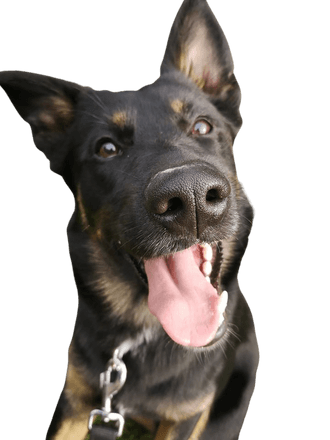 Appenzeller Belgian Shepherd