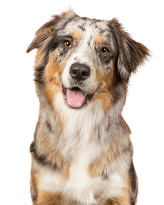 English Shepherd: Character & Ownership - Dog Breed Pictures - dogbible