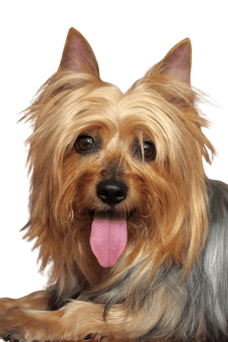 Australian Silky Terrier