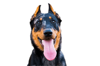 Beauceron