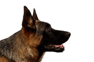 Belgian shepherd dog