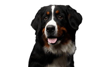 Bernese Mountain Dog