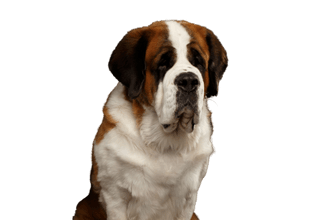 Saint Bernard