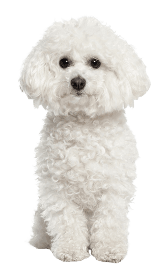 Bichon Frisé