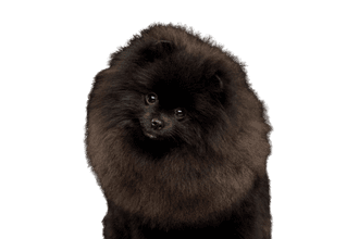 German Spitz