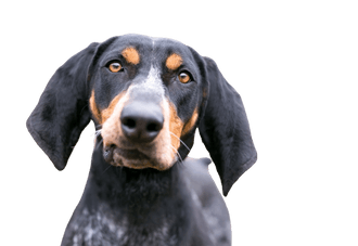 Bluetick Coonhound