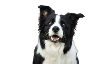 Border collie