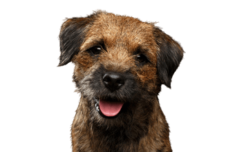 Border Terrier