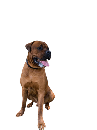 Boxweiler: Character & Ownership - Dog Breed Pictures dogbible